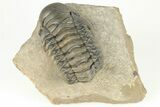 2.9" Crotalocephalina Trilobite - Atchana, Morocco - #201250-2